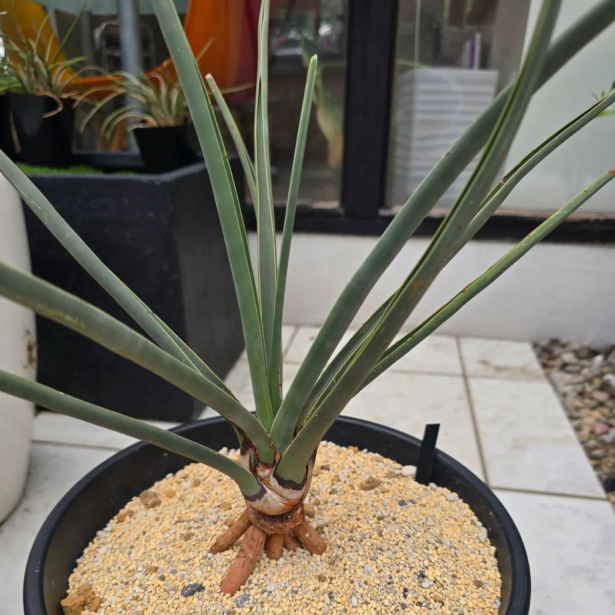 ◇ドラセナ セルラータ 迫力サイズ!!◇Dracaena serrulata ◇ドラセナ セルラータ 迫力サイズ!!◇Dracaena serrulata