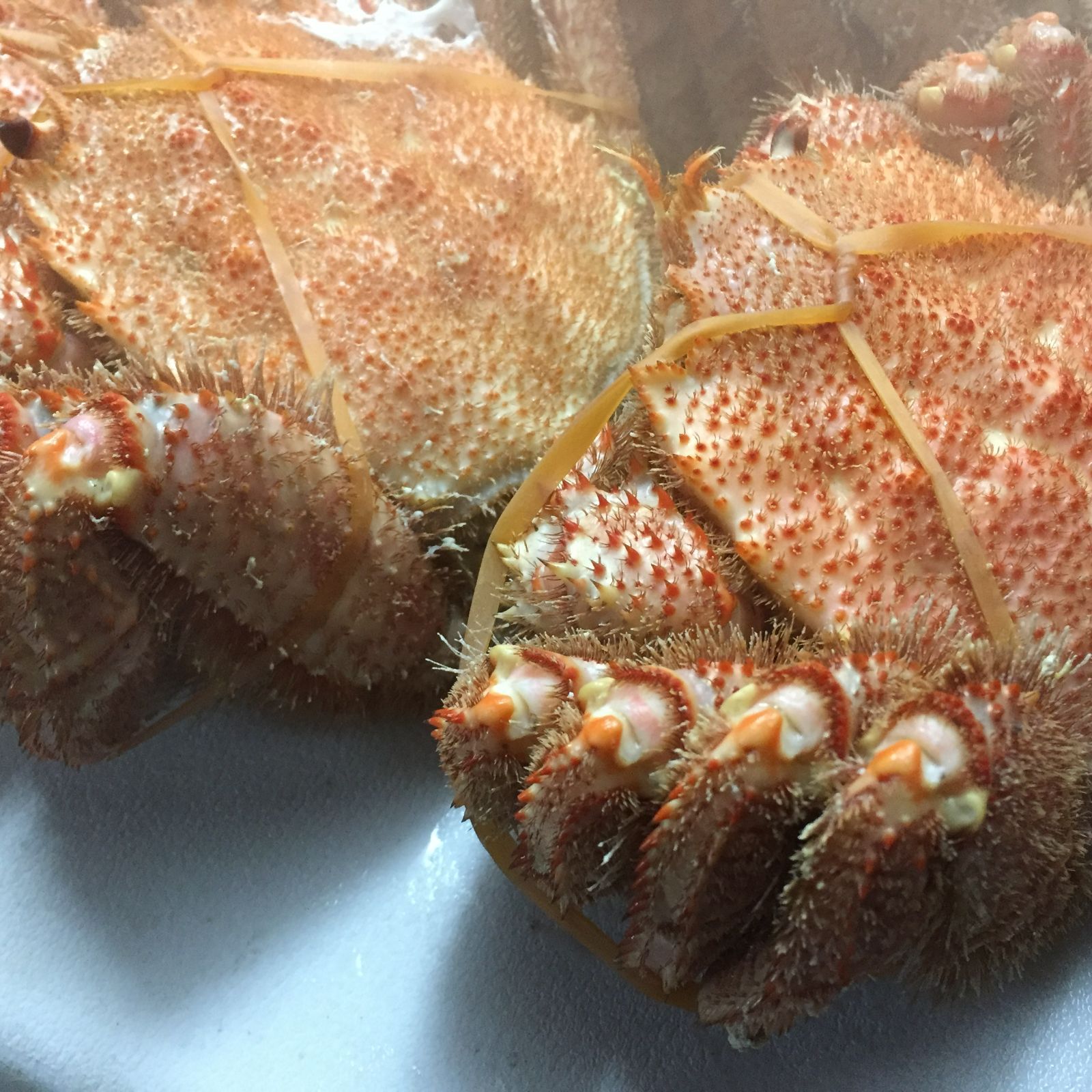 利尻凍眠　浜茹で毛蟹８００ｇ前後×１尾