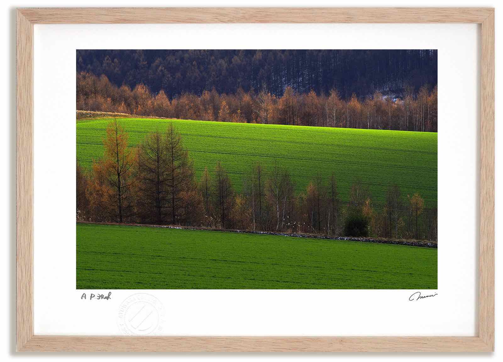 アートフォト 絵画 カラマツの紅葉9 高橋真澄|インテリア 額入り 額装込 風景画 油絵 ポスター アート アートパネル リビング 玄関 プレゼント モダン アートフレーム 飾る Mサイズ おしゃれ 壁掛け 絵