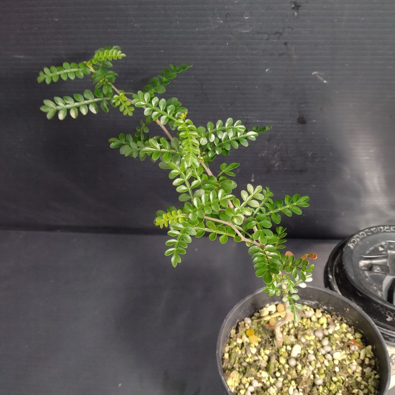 【鉢植えのまま発送】オペルクリカリア・パキプス 実生11年株 鉢植えのまま発送】オペルクリカリア・パキプス 実生9年株 観葉植物