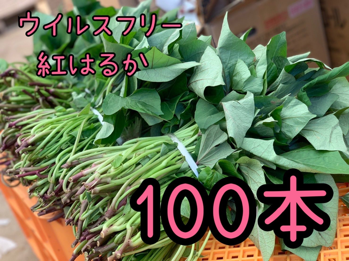 1000本紅はるか苗さつまいも苗ウイルスフリーバイオ苗収穫量多い、病気 ...