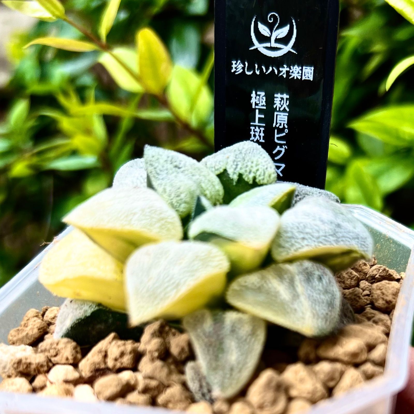 ハオルチア 多肉植物 萩原ピグマエア錦 斑抜け ☆ 萩原ピグマエア」(特