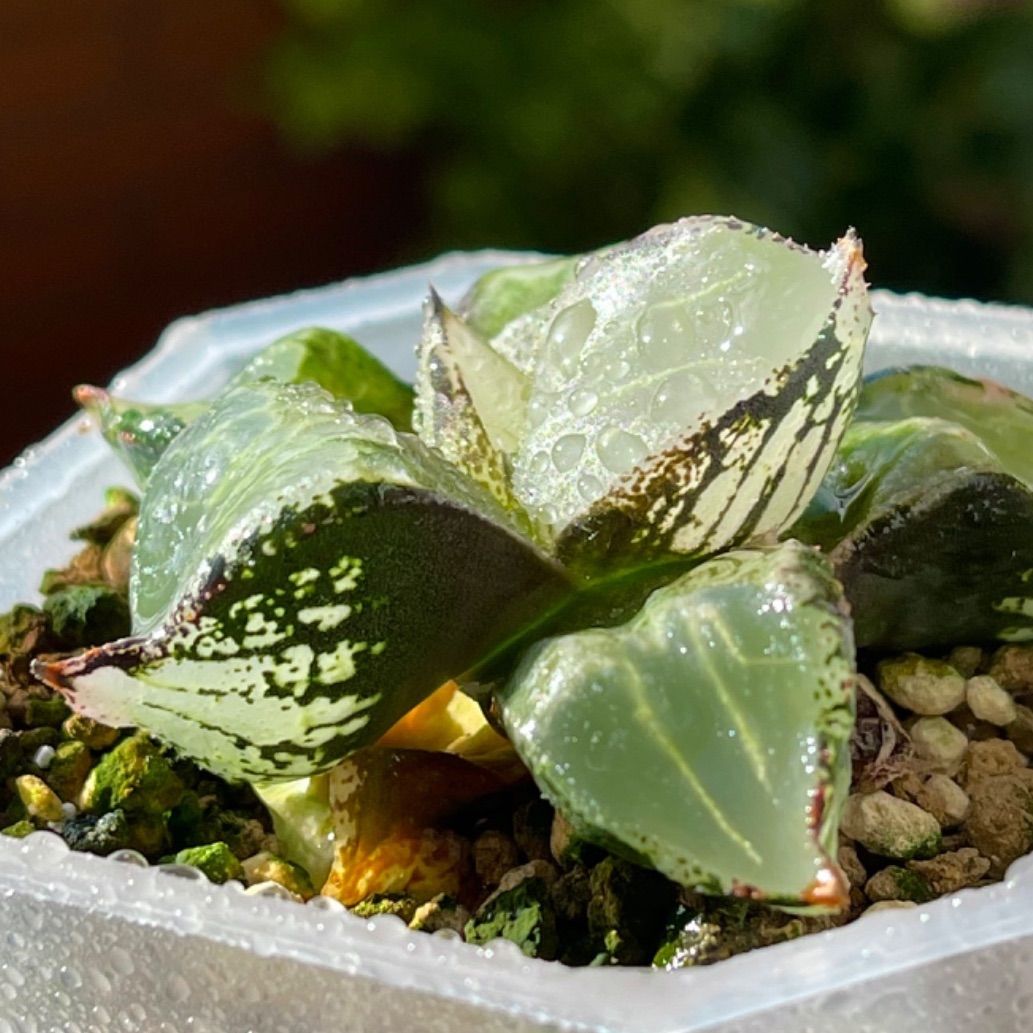 多肉植物 ハオルチア ハオルシア 氷皇 - 珍しいハオ楽園 - メルカリ