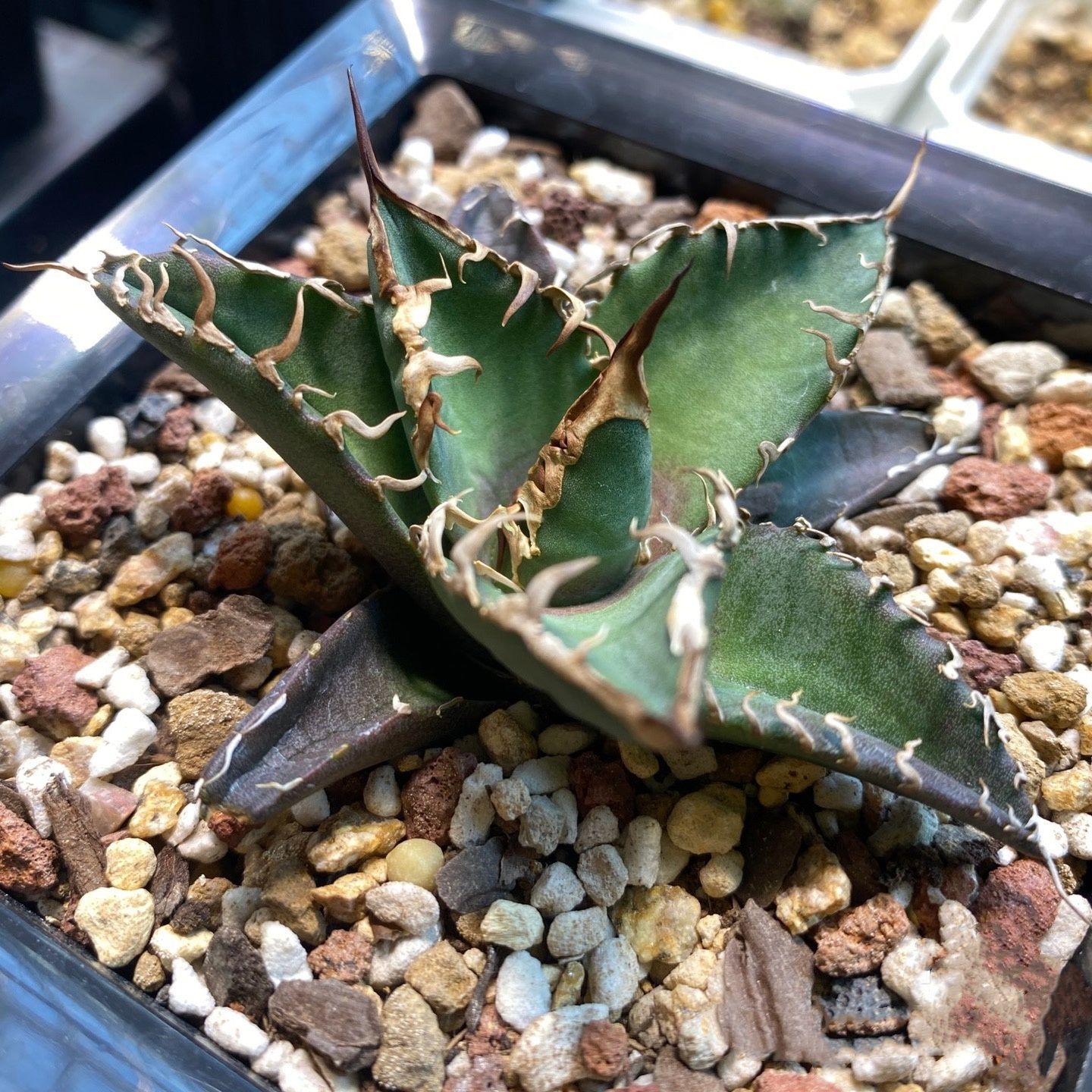 YK3 中株アガベ チタノタ 凱撒 シーザー 強棘 極上美株 狂刺 大甲蓋