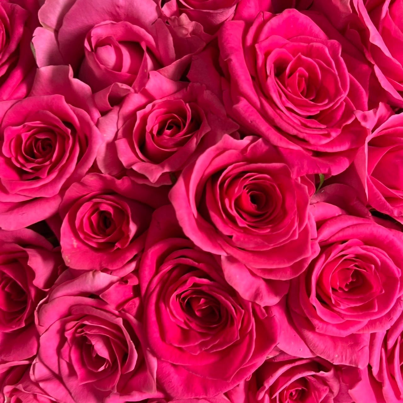 薔薇生花 ☆プリシラ☆ バラ（切り花 ・生花）フェリシタル（鮮やかなピンク色・濃いピンク