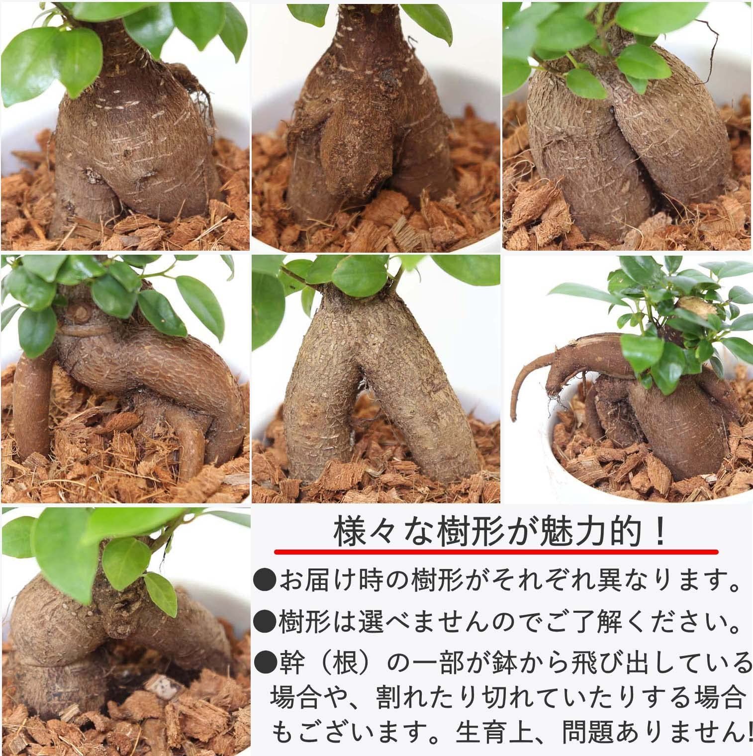 土を使わないで清潔なミニ観葉植物