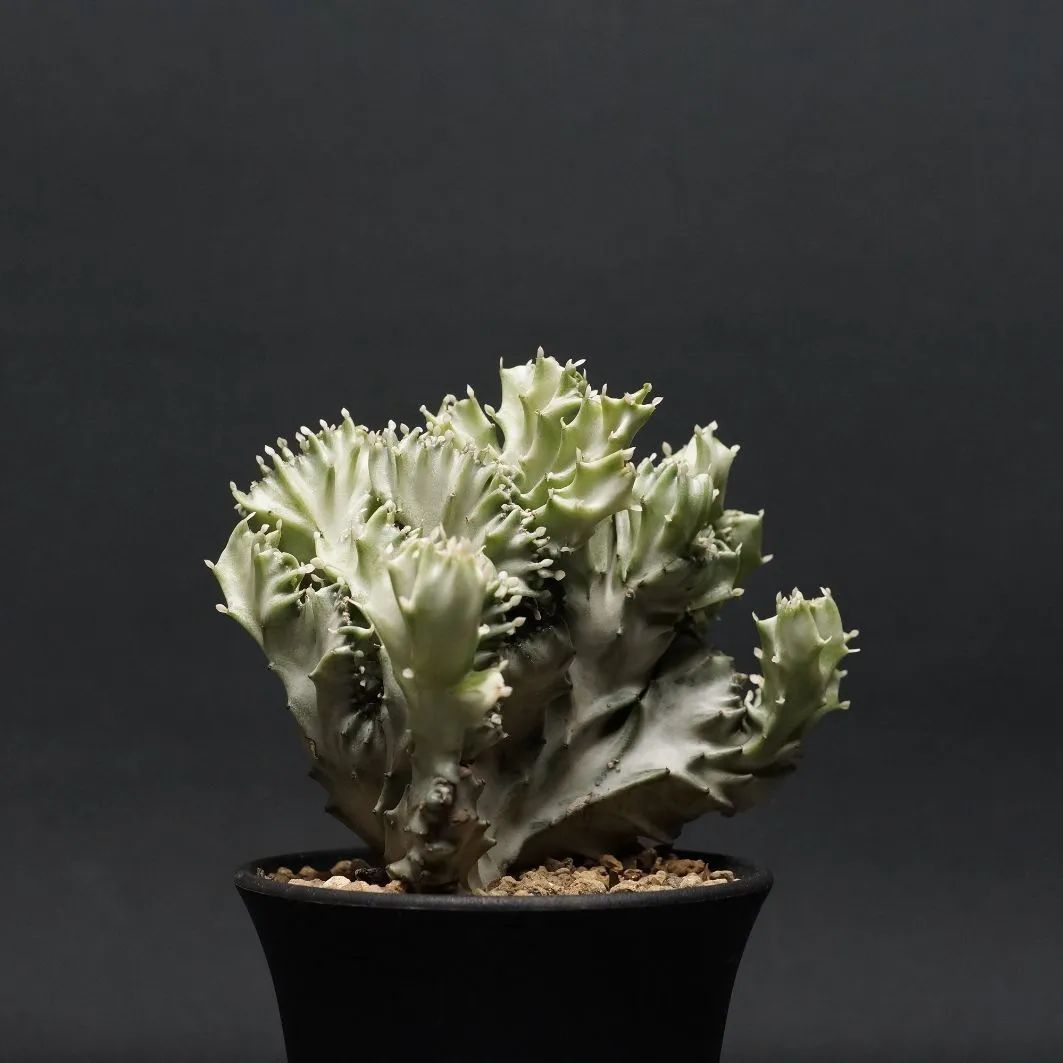 ユーフォルビア ラクテア 魔界麒麟 (マカイキリン) 沖縄育ち Euphorbia