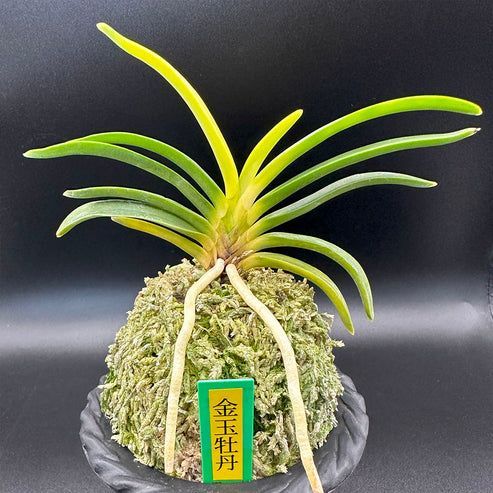 富貴蘭　ジャンボ鶴田 富貴蘭 風蘭 蘭 金玉牡丹 きんぎょくぼたん2本立 【現品】 T572
