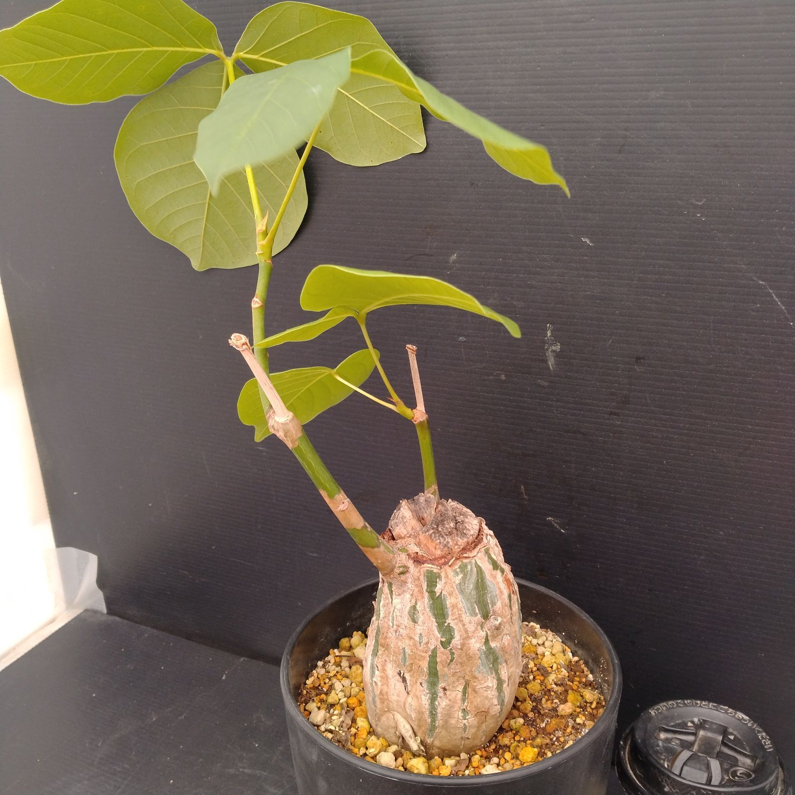 J255【自社養生株】プセウド ボンバックス（発根株・鉢植え