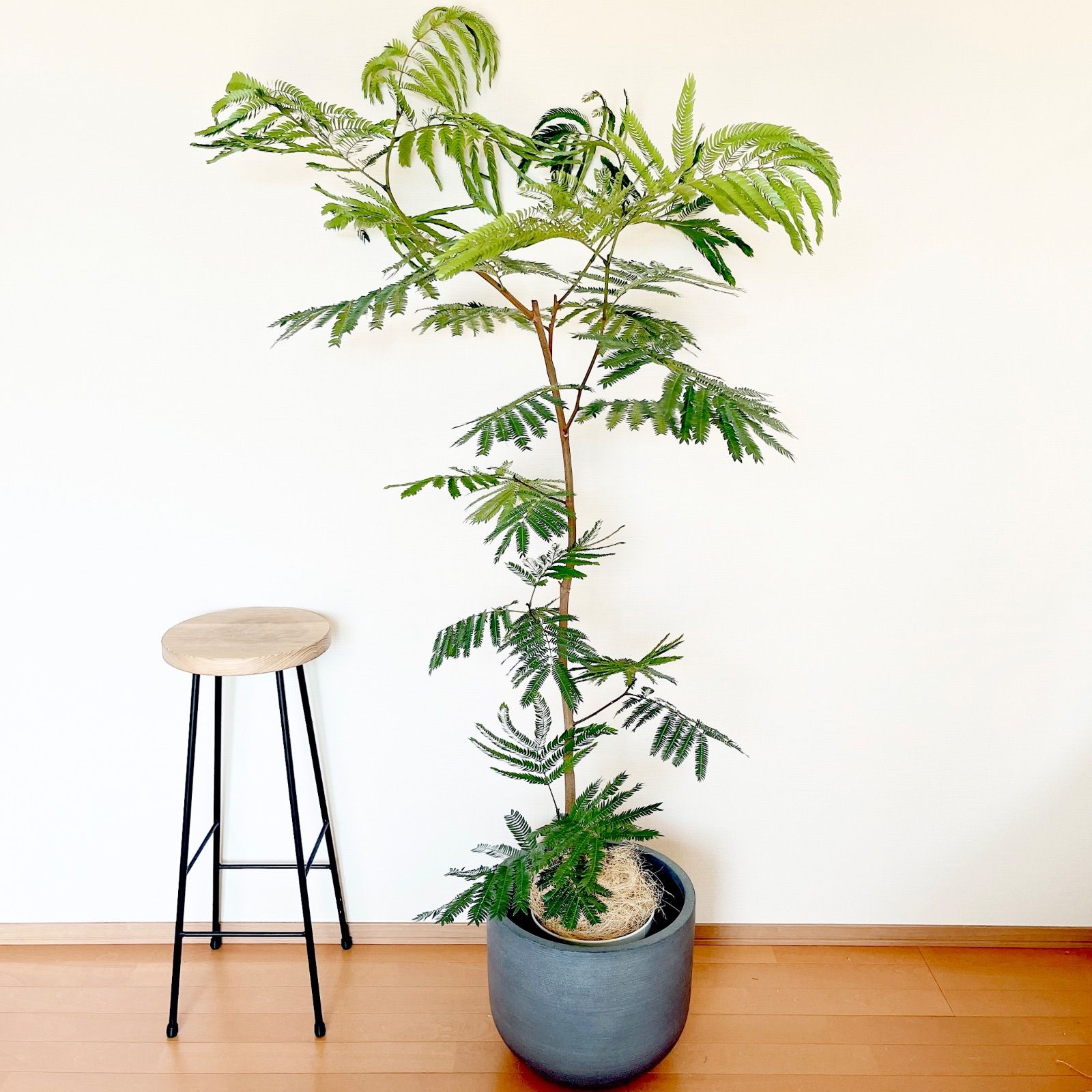 人気》エバーフレッシュ XLサイズ 観葉植物 calm cafe - メルカリ