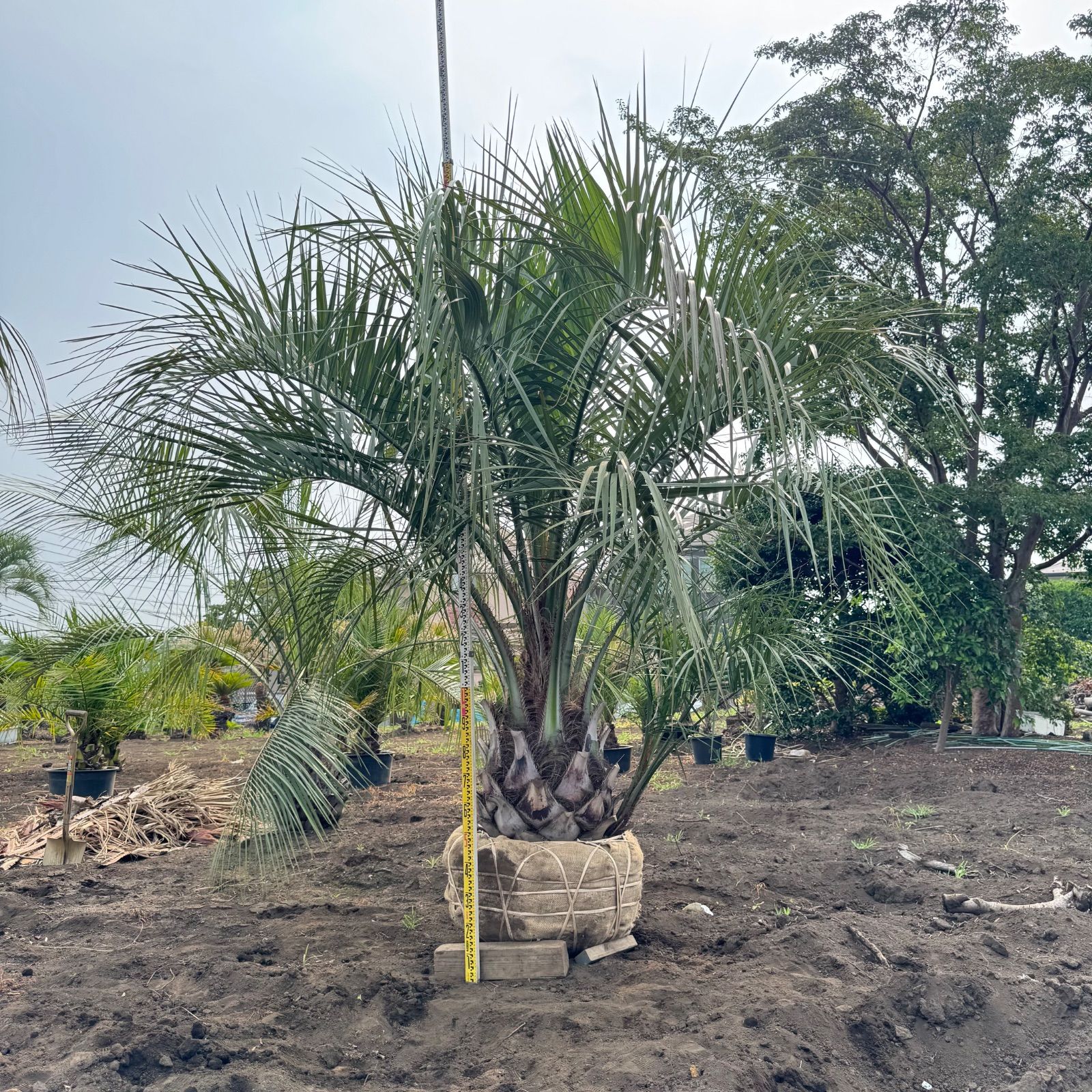 特価！　軒太！　ココスヤシ　高さ2m30位　幅3m位 特価！ 軒太！ ココスヤシ 高さ2m30位 幅3m位