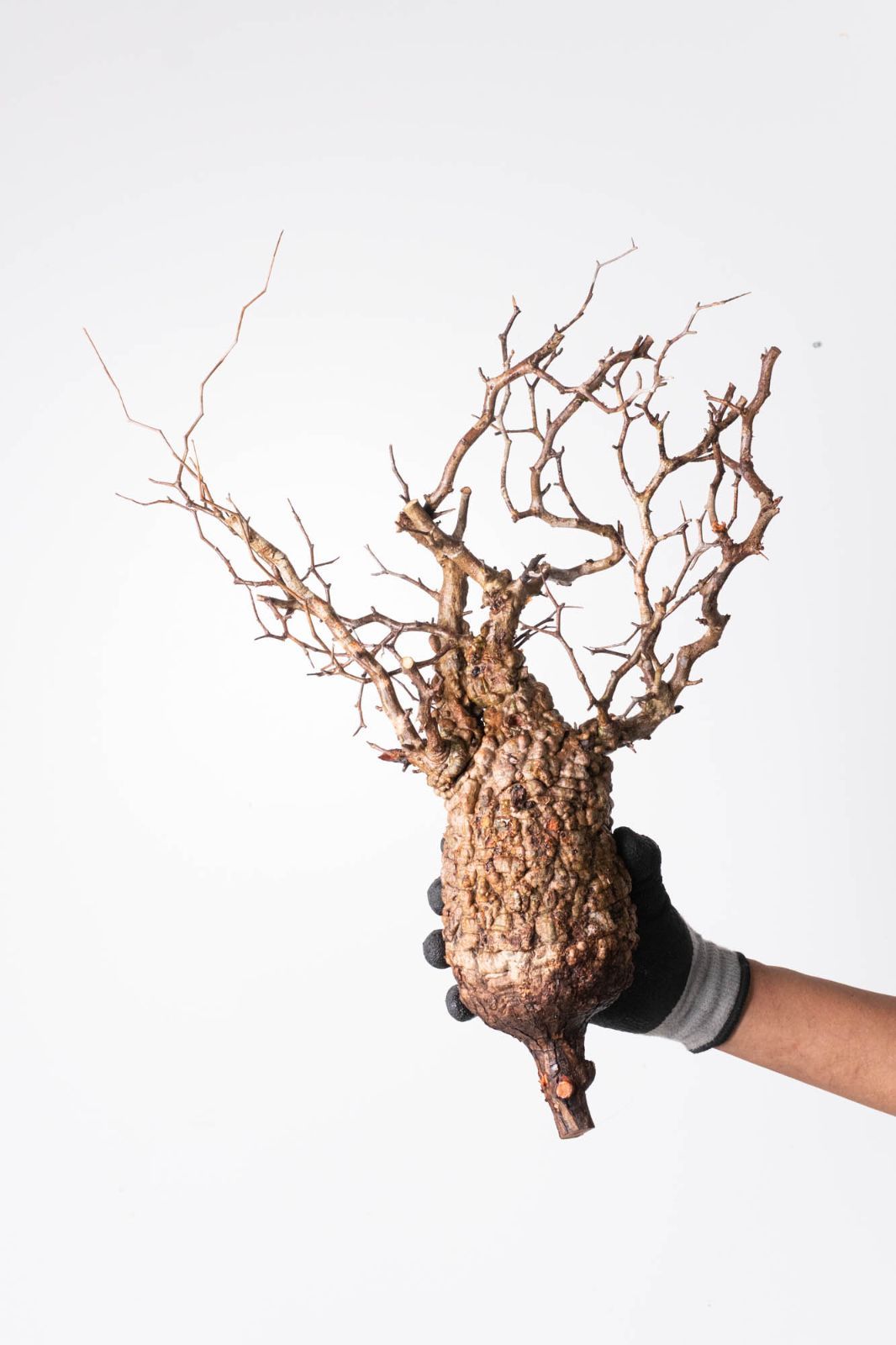 MP240 オペルクリカリア パキプス コーデックス ベアルート株 - メルカリ