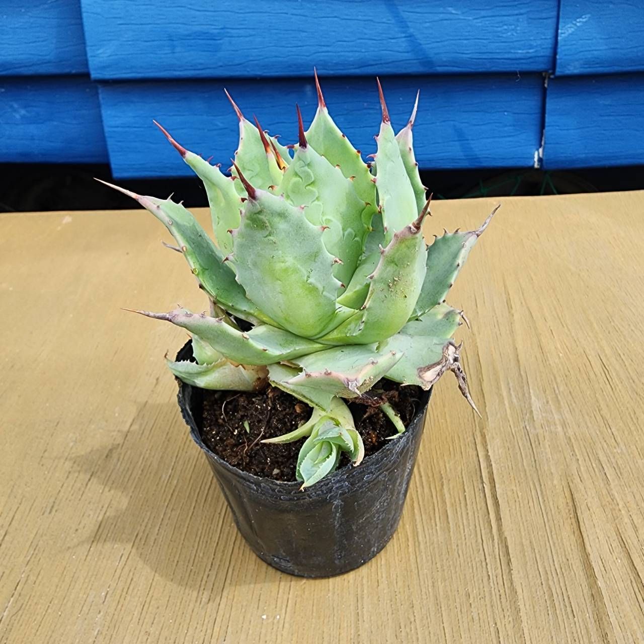 子株付き】【抜き苗発送】 アガベ イシスメンシス Agave 子株付き】【抜き苗発送】 アガベ イシスメンシス Agave