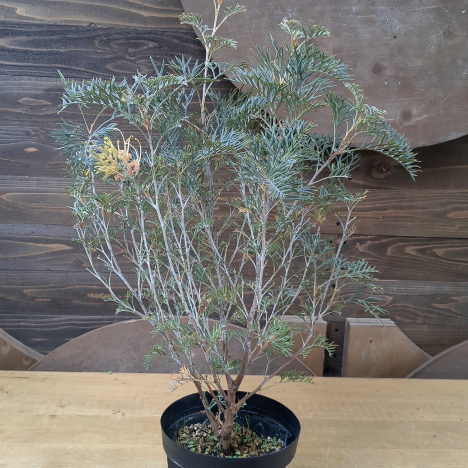 グレビレア クリームパッション【希少】早いもの勝ち 鉢のまま発送 A