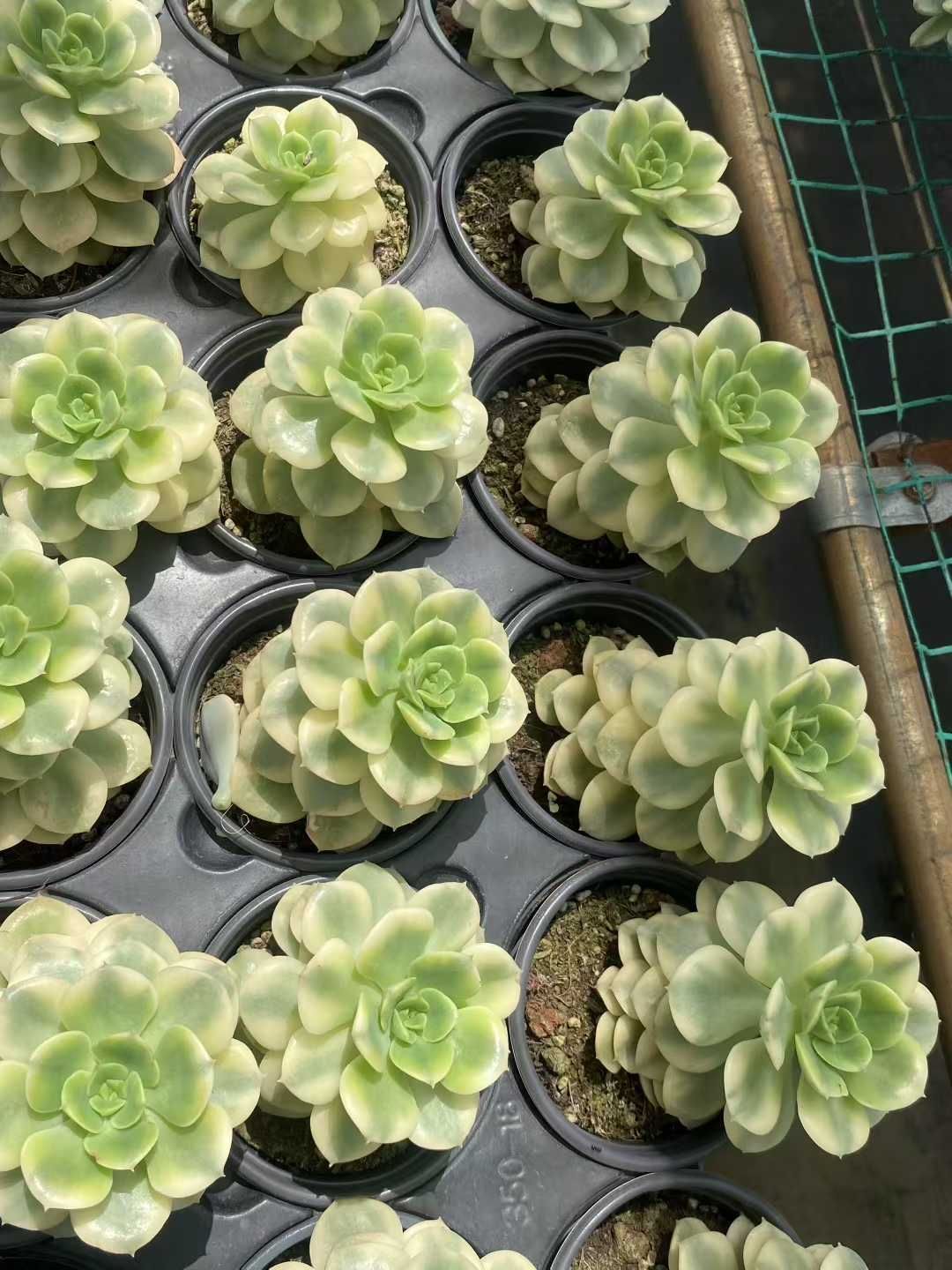 18株の抜き苗セット ニックサナー錦 多肉植物 佐川急便発送 エケベリア 韓国苗 MY447 YUZUMIYA_COM