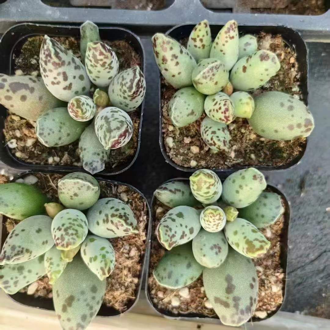 70株の抜き苗セット アドロミスクス クーペリー 多肉植物 佐川急便発送 エケベリア 韓国苗 LL2426