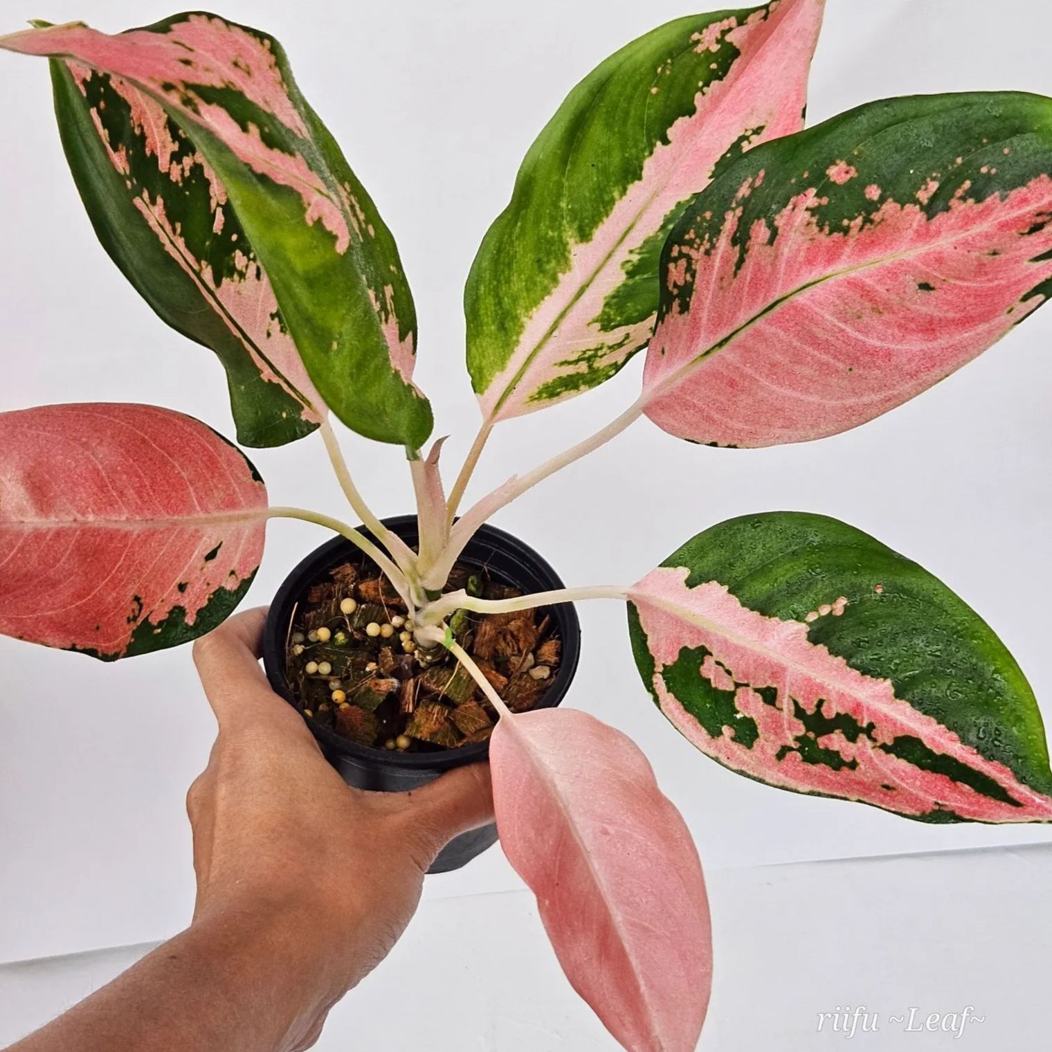 Aglaonema Sp. Rich Path》アグラオネマ Sp.リッチパス ピンク葉 観葉