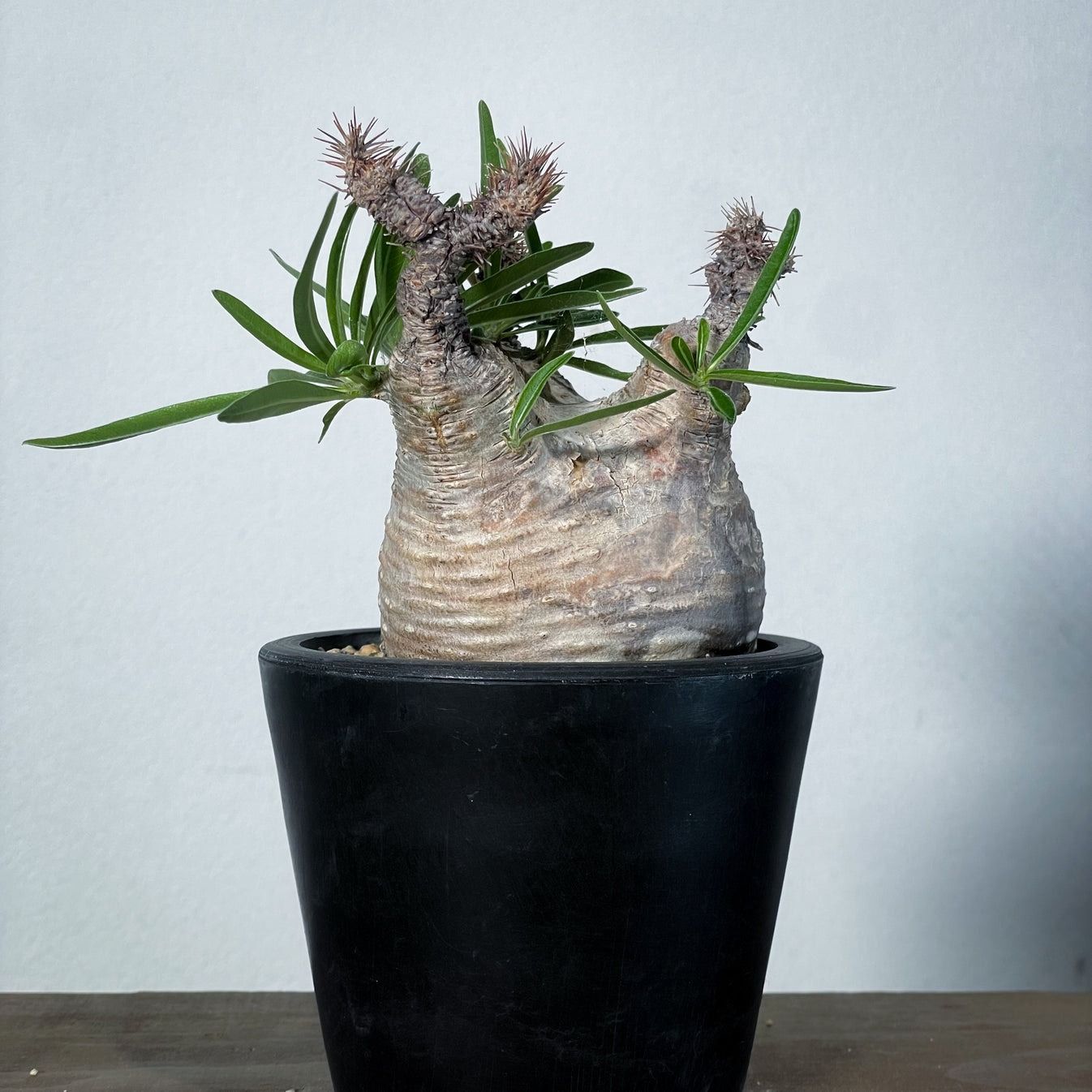 ◇超希少！特選ドワーフ！ ホリダス エンセファラルトス鉢上35cm 選抜