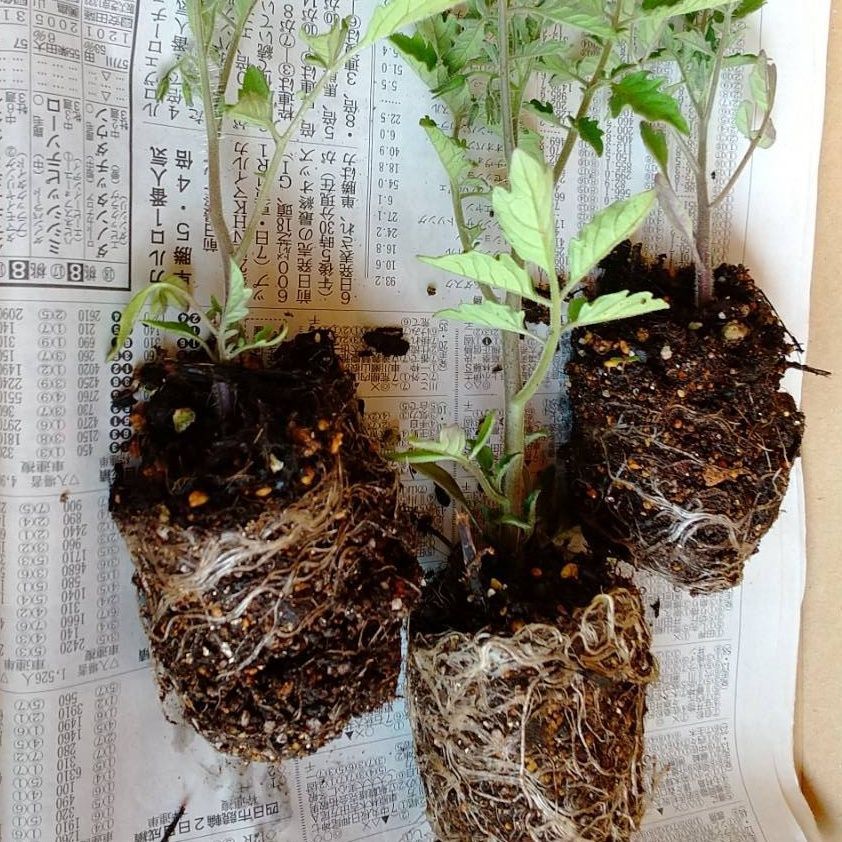 農薬不使用】マイクロトマト苗(黄色) 3株 - メルカリ
