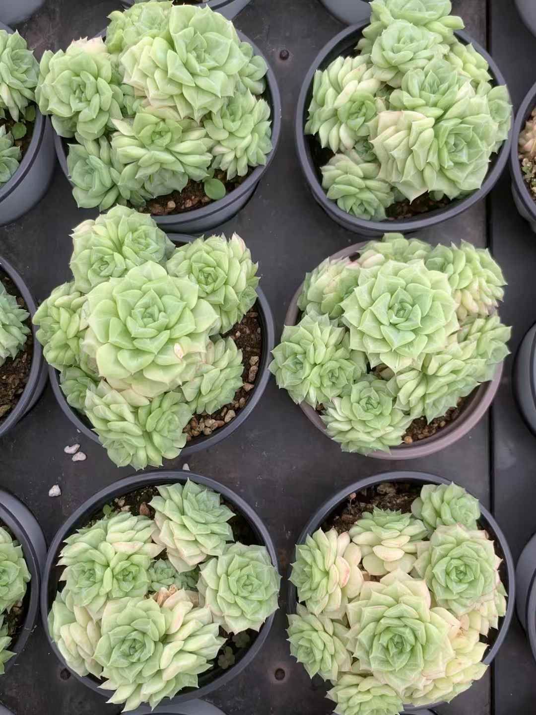 抜き苗 ホワイトスワン LX946×18株 ふっくら 多肉植物