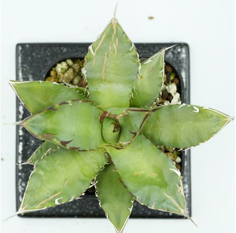 18K アガベ チタノタ ユニコーン 優良血統金鯨 2 多肉植物 アガベ