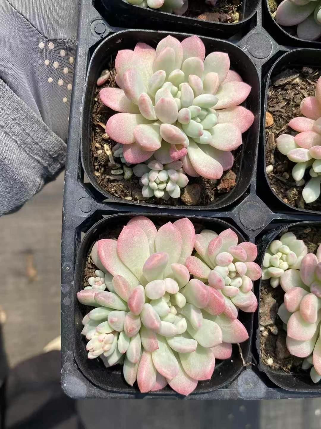 プ*す様 B5003-4 抜き苗 ヒメレン錦 35株 ふっくら 多肉植物 エケベ プ*す様 B5003-4 抜き苗 ヒメレン錦 35株 ふっくら 多肉植物 エケベ