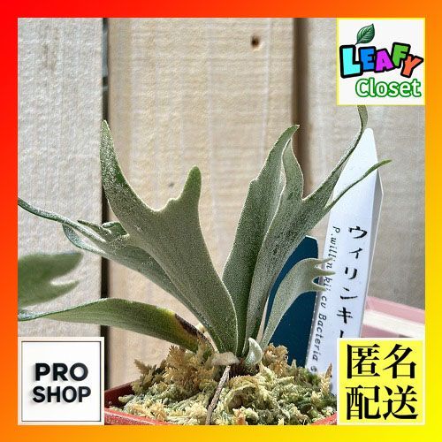 観葉植物 プラティセリウム ウィリンキー バクテリア スポア 3号カラフル鉢 個体おまかせ1鉢 インテリアグリーン 室内園芸 おしゃれ かわいい 506214