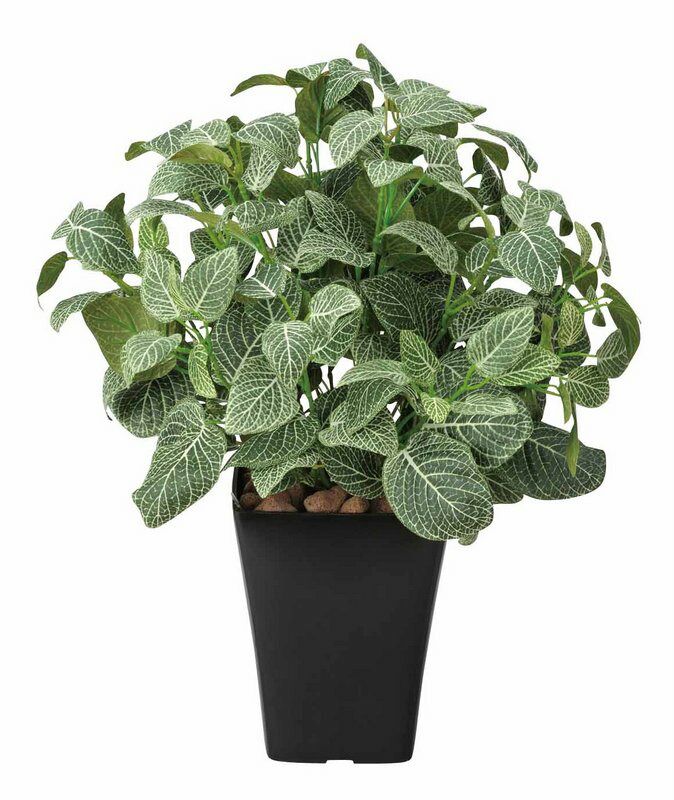 光触媒観葉植物 フィットニアＭ〔テーブルタイプ〕/光触媒 観葉植物 ウンベラータ フェイクグリーン 花 胡蝶蘭 開店祝い 開業祝い 誕生祝い 造花 アートフレーム おしゃれ 飾る 3Lサイズ