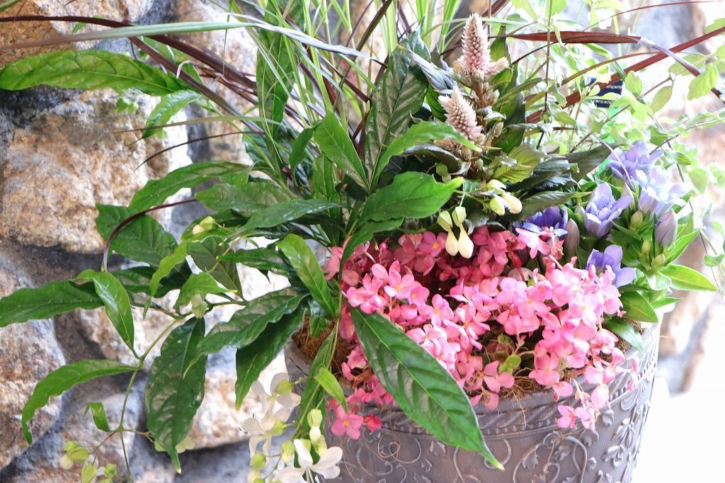 秋の草花のエレガントスタイル寄せ植え 現品１９１