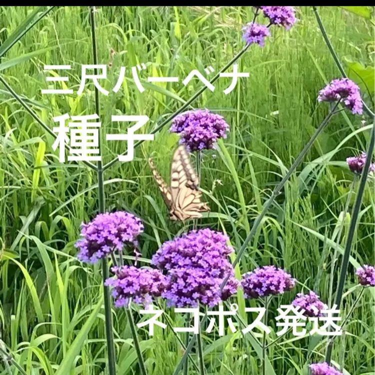 三尺バーベナ】タネ 無農薬宿根草自家栽培蝶の集まる花長期間 - メルカリ