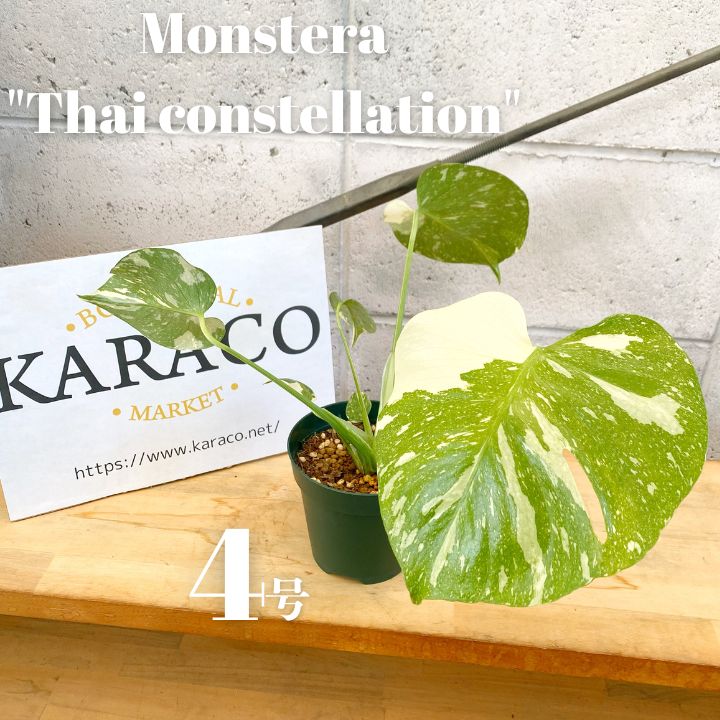 りく　モンステラデリシオーサタイコン　スターライト斑入り5号鉢つき　 ② りく モンステラデリシオーサタイコン スターライト斑入り5号鉢つき ②
