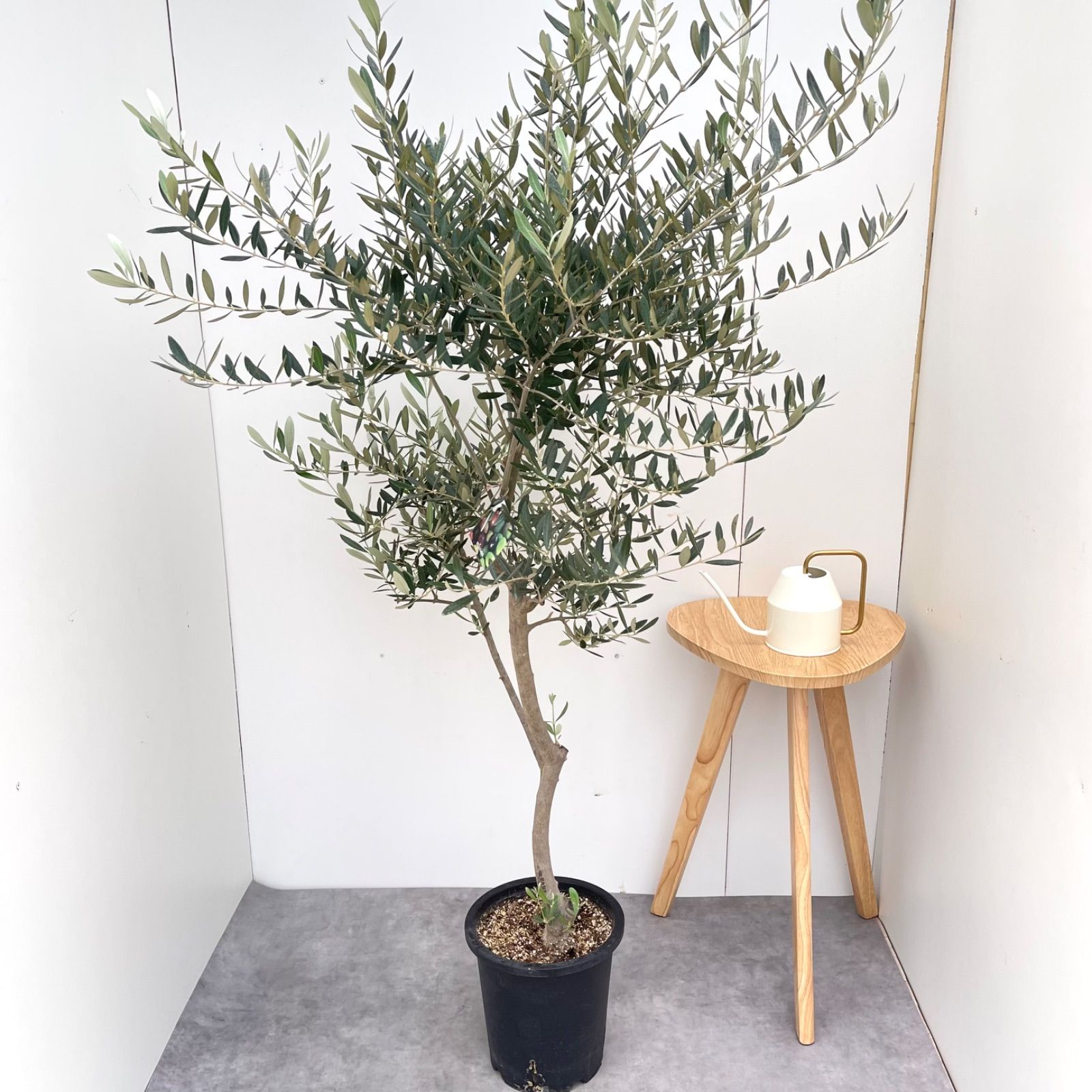 オリーブ ミッション 34【現品】観葉植物 大型 創樹 SOUJU 8号 観葉