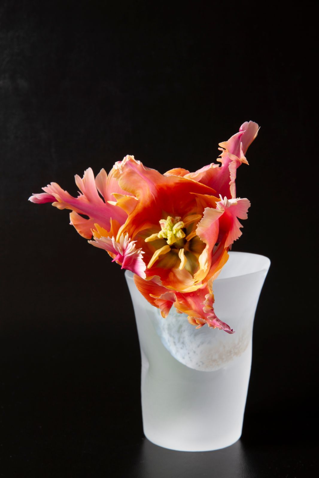 A3サイズ額付き】井上治OsamuInoue 『Tulip 0358』 物理 教室