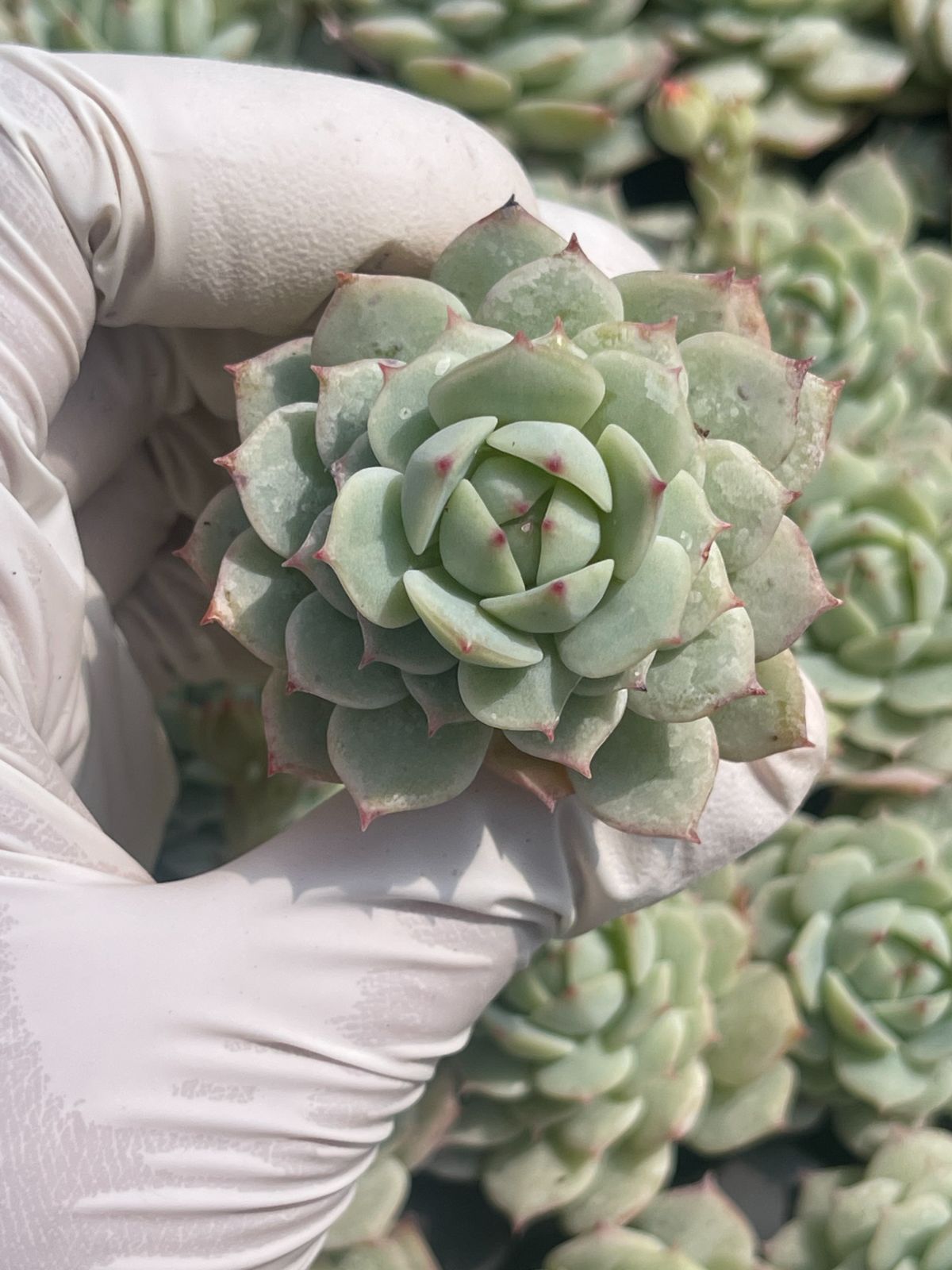 105株 S112-4 多肉植物 エケベリア 静かな夜 超美苗 サボテン 観葉植物 