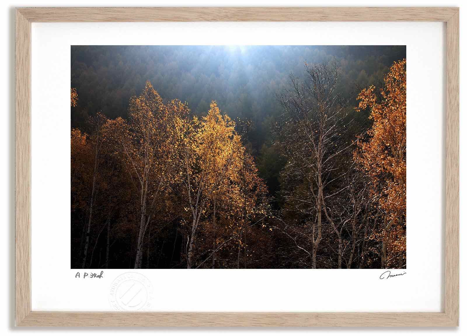 アートフォト 絵画 残照の白樺と道 高橋真澄/インテリア 額入り 額装込 風景画 油絵 ポスター アート アートパネル リビング 玄関 プレゼント モダン アートフレーム 飾る Mサイズ おしゃれ 