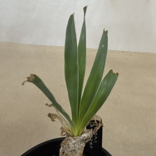球根植物 ブーファン ディスティチャ 未発根株 3.5号ロング鉢(個体