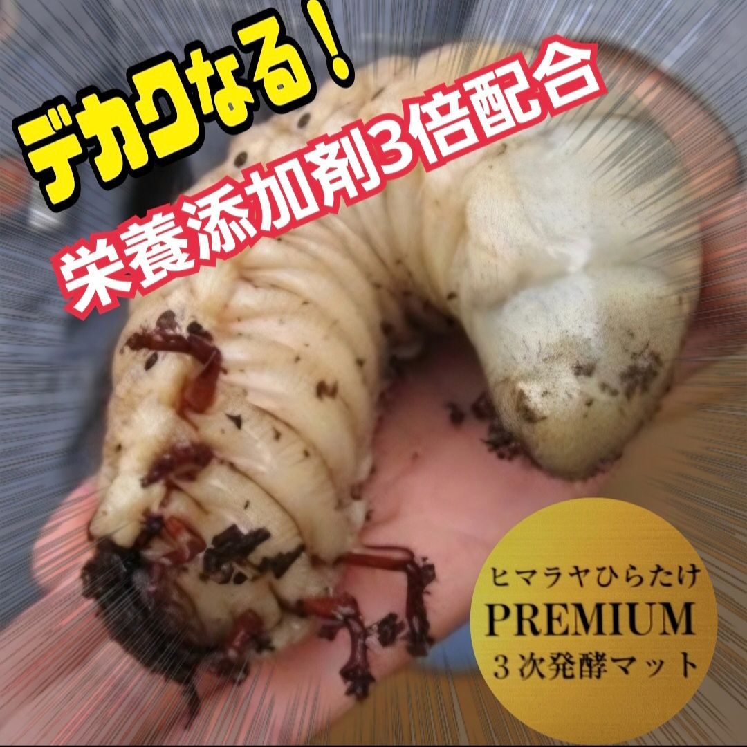 カブトムシの幼虫を入れるだけ！ 便利です！ケースにマットが入って