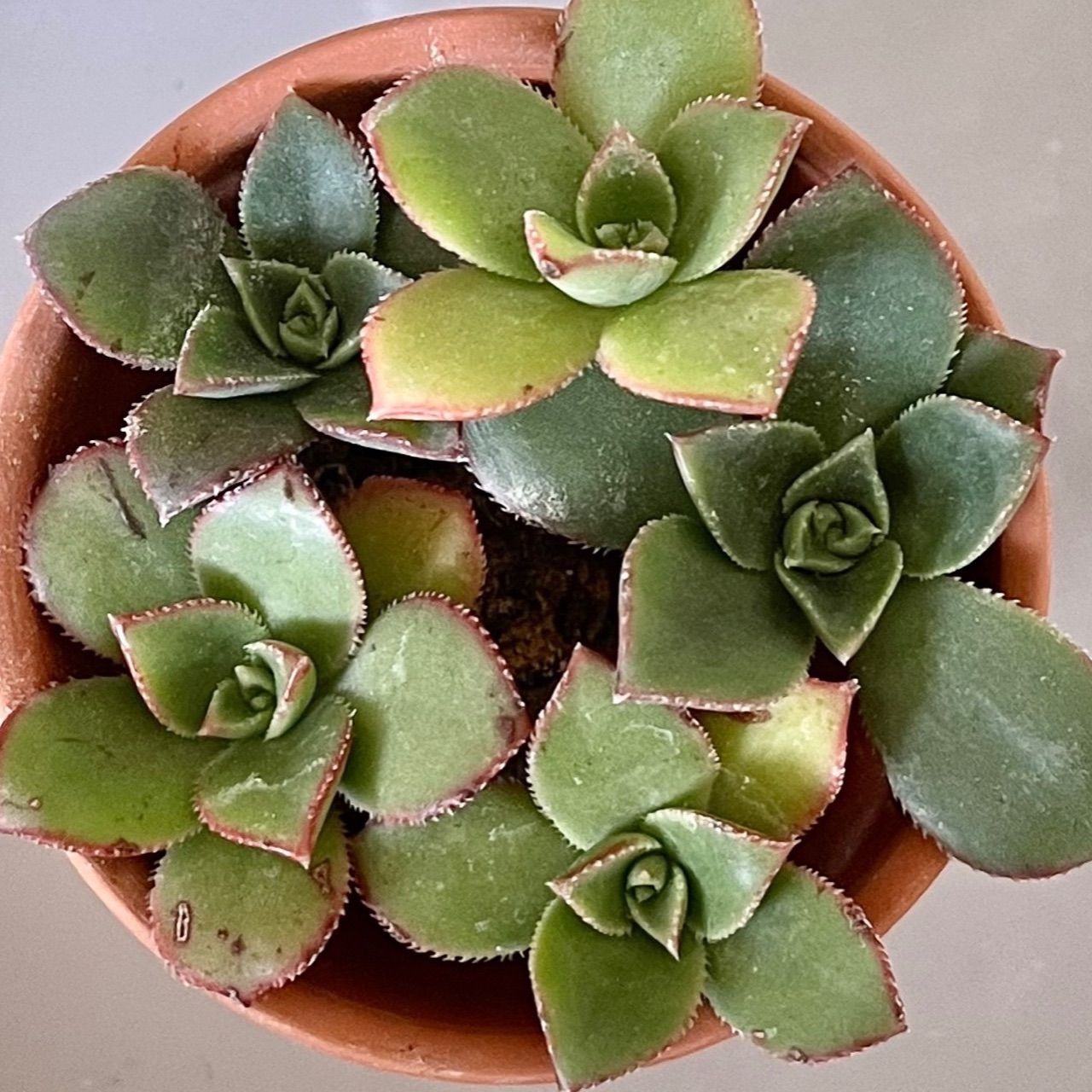 おまとめ中！39SALE！多肉植物^o^ ティンカーベル 【公式通販】