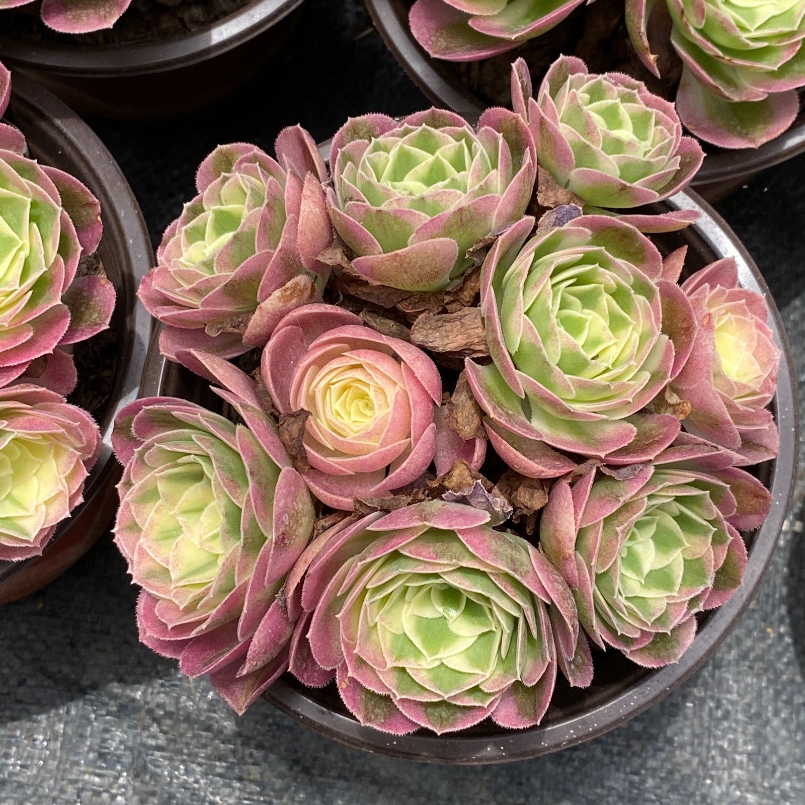 a*s様 B1505-4×15苗 ギョクシキキン アエオニウム 抜き苗 多肉植物 新入荷 ギョクシキン アエオニウム ZM1505×15鉢 抜き苗 多肉植物