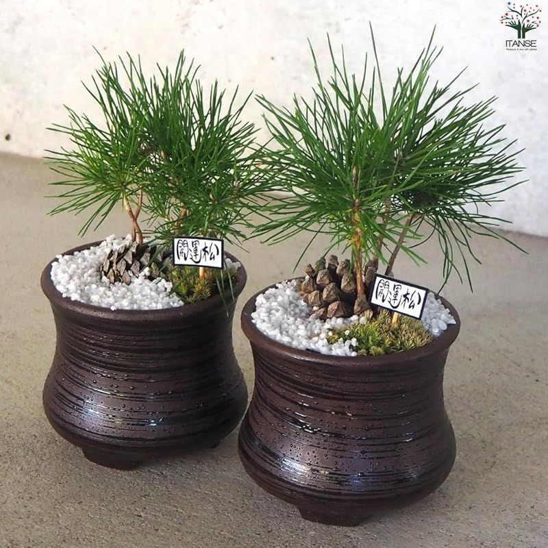 【新品未使用】ITANSE 迎春ぼっくり松 風月黒鉢 白土1個売り【品種で選べる盆栽】松ぼっくりから発芽した苗を盆栽仕立に 0 - メルカリ