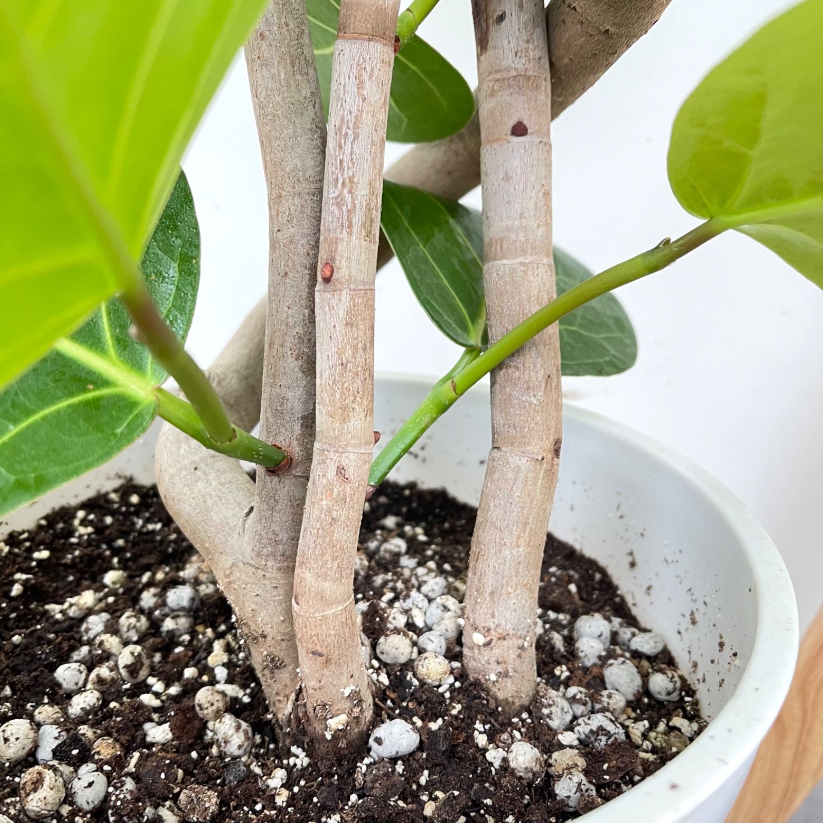 シーグレープ　曲がり　6【現品】観葉植物　大型 シーグレープ 曲がり 6【現品】観葉植物 大型 - メルカリ