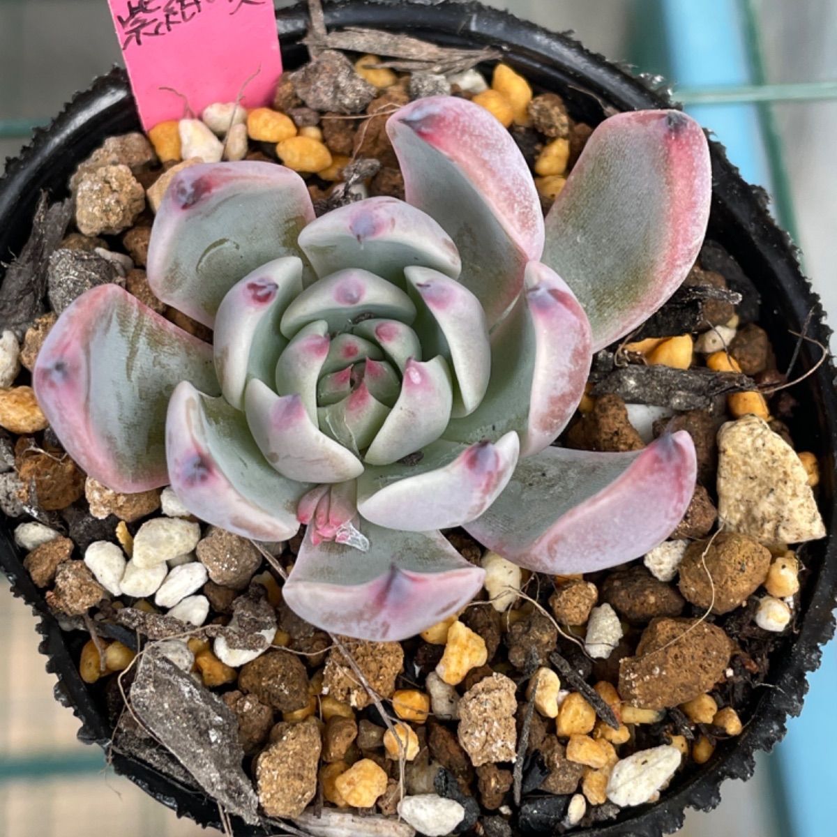 多肉植物　ミックスベリア12苗セット　ポットごと発送します 多肉植物ミックスベリア12苗セットポットごと発送します