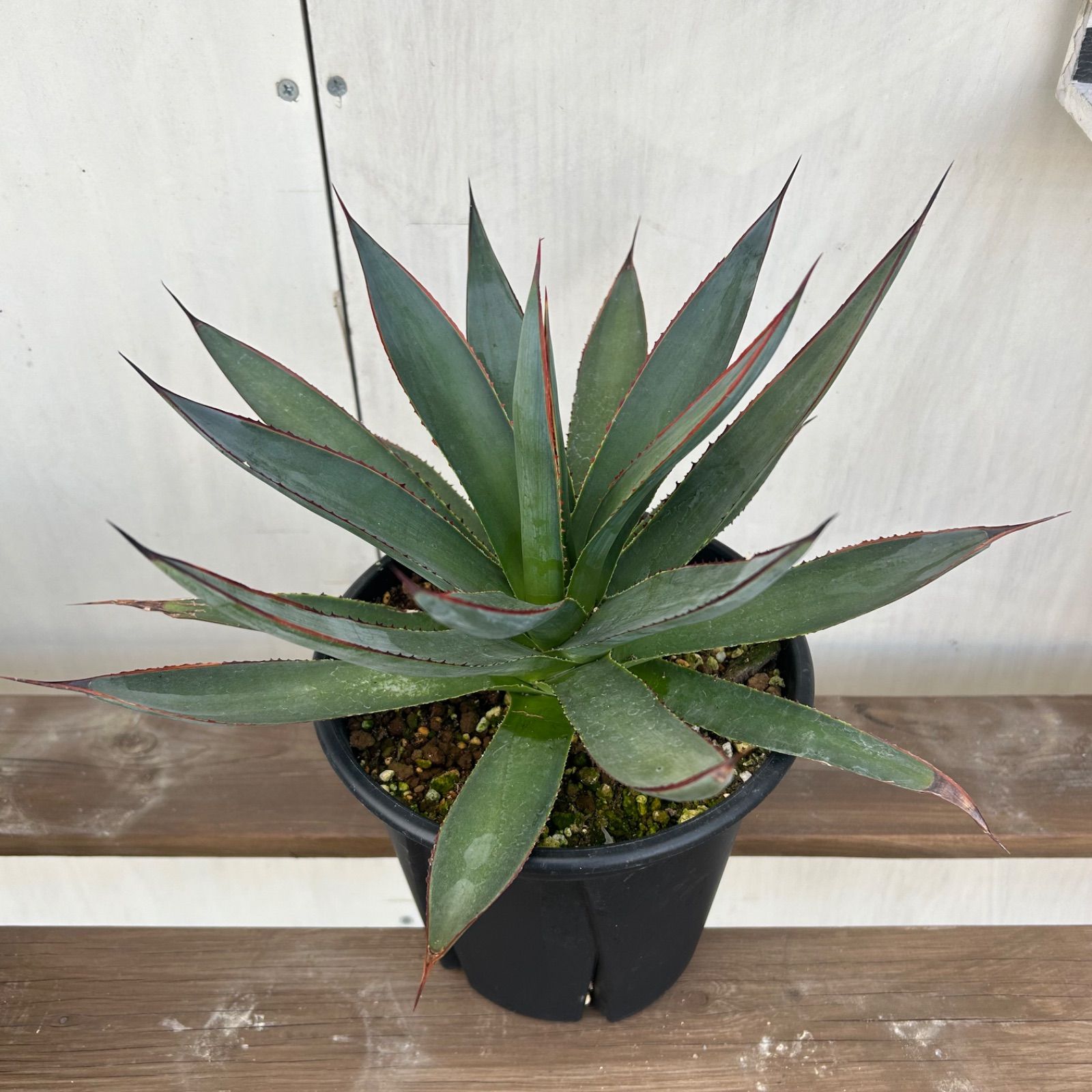 アガベ ブルーグロー 大株 アガベ ブルーグロー Agave 'Blue Glow' no