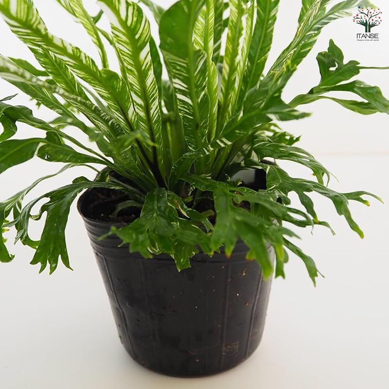 チャセンシダ科