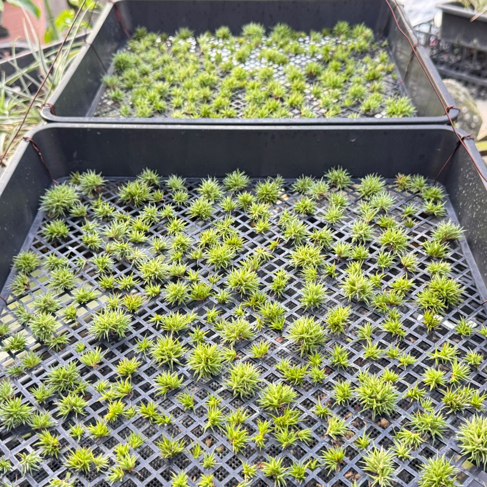 ◇ チランジア アエラントス テディベア 特大サイズ 84