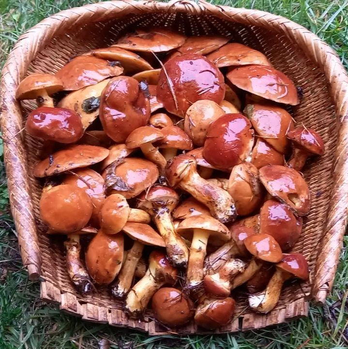 天然きのこ88 ハナイグチ、ショウゲンジ、キノボリイグチ1.3kg 天然