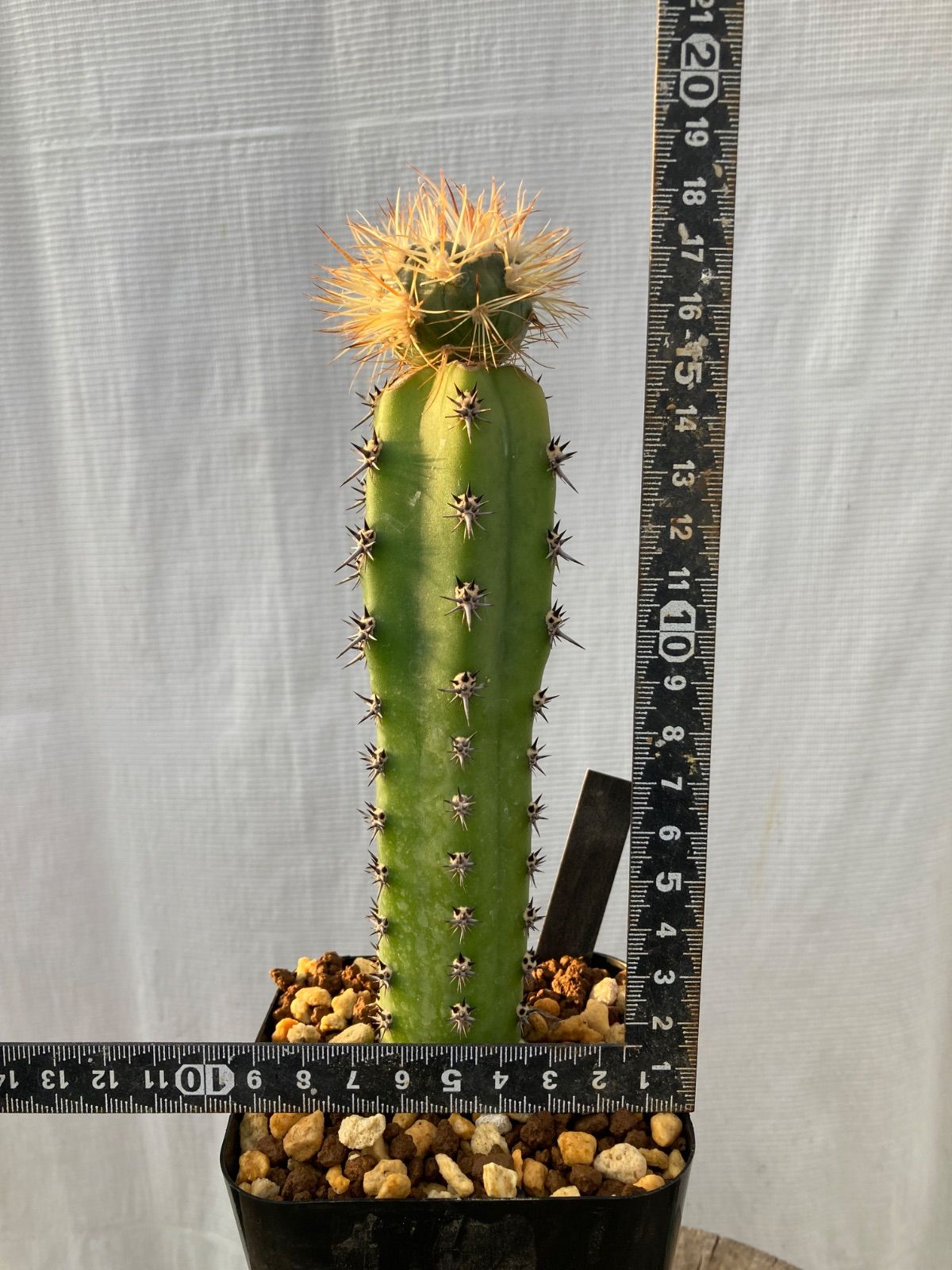 希少種 綾波モンスト 【公式通販】 希少種 エキノカクタス 綾波