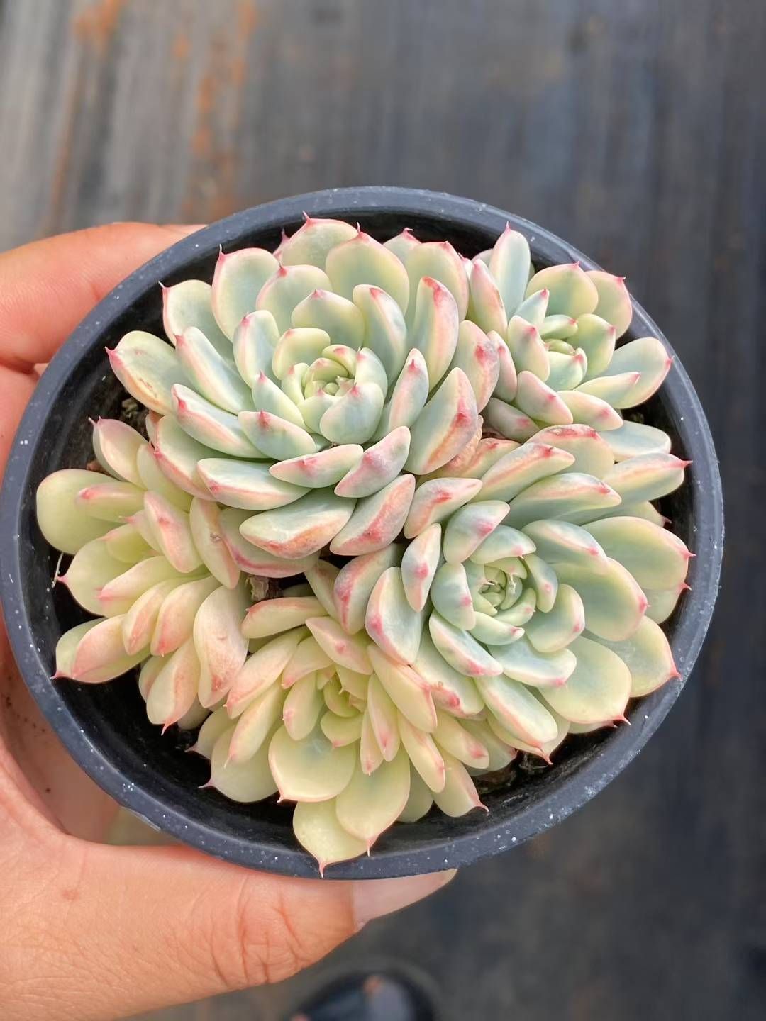 新入荷 姫蓮錦 QS1079×18鉢 高品質 抜き苗 多肉植物 アエオニウム