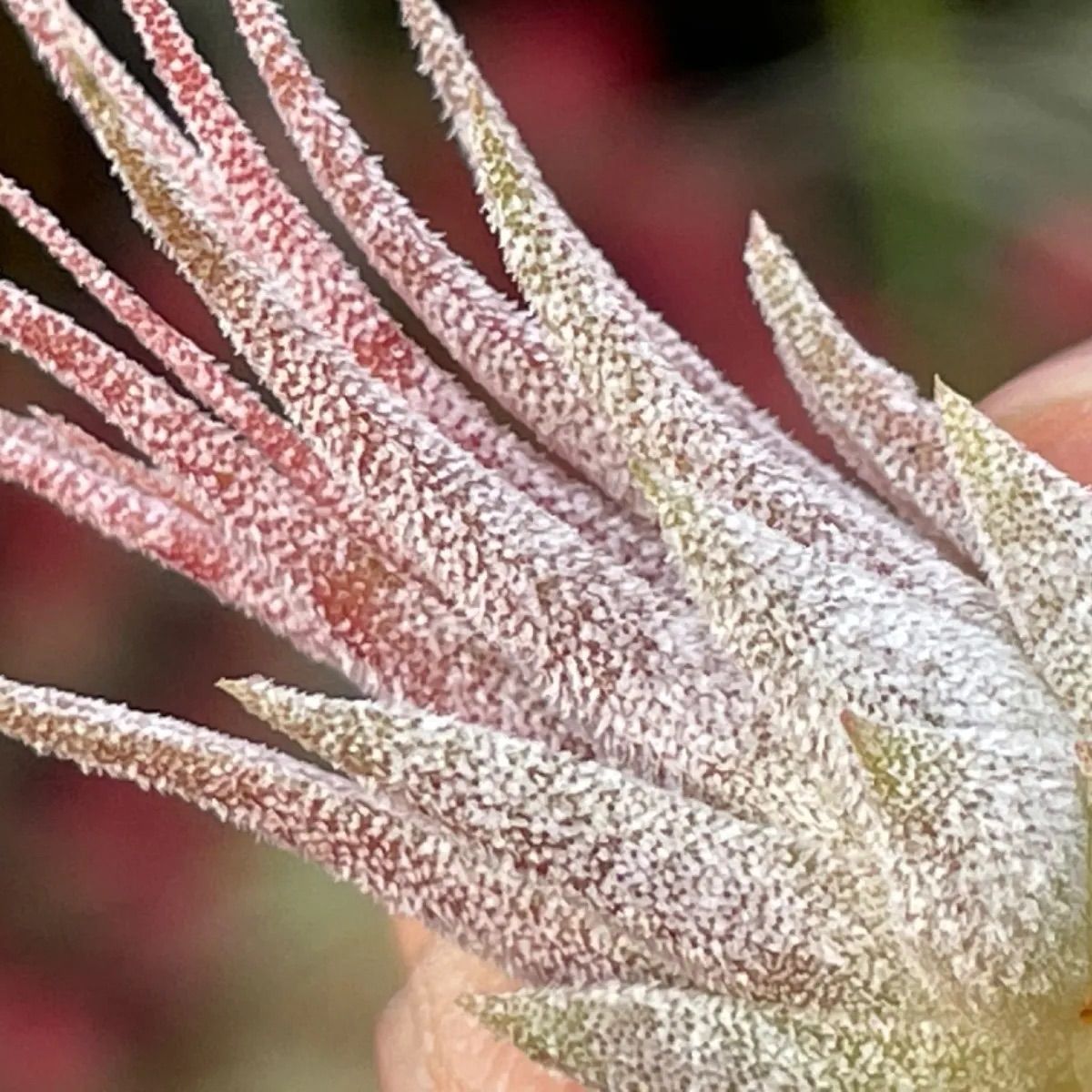 ティランジア　イオナンタ　ディファレンテ 終売レア品種【ティランジア・イオナンタ・ディファレンテ