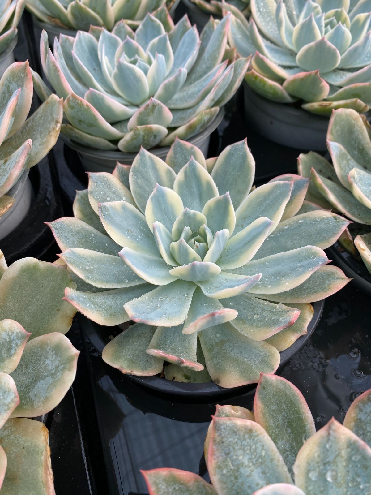 多肉植物　抜き苗　Usha　ウーシャ 多肉植物 抜き苗 Usha ウーシャ 【公式通販】